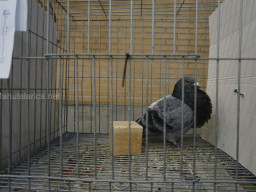 XIV Concurso Exposición de Palomas de Raza en Mula 2024